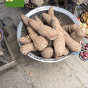 Tuber of Yam