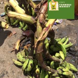 Bunch of Plantain