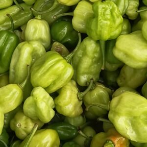 Green Pepper